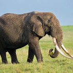 Bull elephant in Ngorongoro Conservation Area, Tanzania.