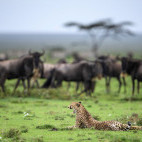 Cheetah and wildebeest in Ngorongoro Conservation Area, Tanzania.