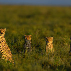 Cheetah in Ngorongoro Conservation Area, Tanzania.