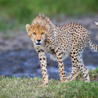 Cheetah in Ngorongoro Conservation Area, Tanzania.