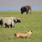 Lion, elephant and buffalo in Ngorongoro Conservation Area, Tanzania.