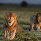 Lion in Ngorongoro Conservation Area, Tanzania.