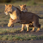 Lioness and cub in Ngorongoro Conservation Area, Tanzania.
