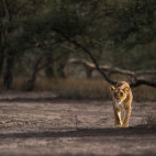 Lioness in Ngorongoro Conservation Area, Tanzania.