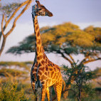 Masai giraffe  in Ngorongoro Conservation Area, Tanzania.