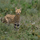 Serval in Ngorongoro Conservation Area, Tanzania.