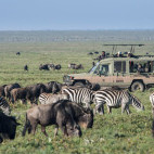 White-bearded wildebeest and zebra in Ngorongoro Conservation Area, Tanzania.