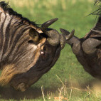 Wildebeest in Tanzania.