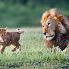Lion and cub in Tanzania.