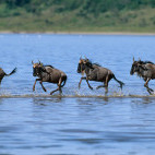Wildebeest in Tanzania.