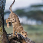 Cheetah cub in Tanzania.