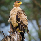 Tawny eagle in Tanzania.
