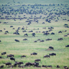 Wildebeest in Tanzania.
