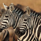 Plains zebra in Tanzania