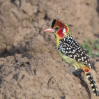 Red and yellow barbet in Tarangire National Park, Tanzania.