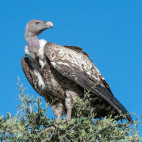Ruppell's vulture in Tanzania.