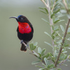 Scarlet-chested sunbird in Serengeti National Park.