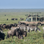 Wildebeest and zebra in Tanzania.