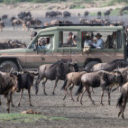 Wildebeest herd in Tanzania.