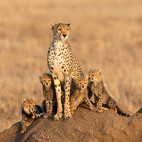 Cheetah and cubs in Serengeti National Park, Tanzania