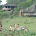 Cheetah at Lamai Serengeti in Tanzania