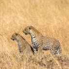 Leopard and cub in Serengeti National Park, Tanzania