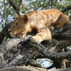 Lion in Serengeti National Park, Tanzania.