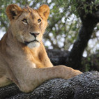 Lion in Serengeti National Park, Tanzania.