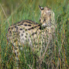 Serval in Serengeti National Park, Tanzania.