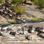 White-bearded wildebeest migration in Serengeti National Park, Tanzania.