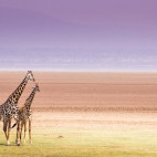 Masai giraffe near Lake Manyara, Tanzania