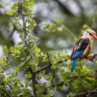 Grey-headed kingfisher in Lake Manyara, Tanzania