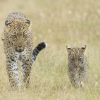 Leopard and cub in Serengeti National Park, Tanzania