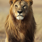 Lion in Serengeti National Park, Tanzania