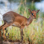 Dik-dik in Tarangire National Park, Tanzania.