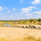 Elephant herd in Tarangire National Park, Tanzania