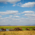 Elephant herd in Tarangire National Park, Tanzania