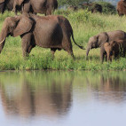 Elephant herd in Tarangire National Park, Tanzania.