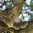 Leopard in Tarangire National Park, Tanzania.