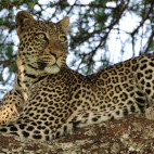 Leopard in Tarangire National Park, Tanzania.