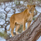Lioness in Tarangire National Park, Tanzania