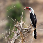 Von der Decken's hornbill in Tarangire National Park, Tanzania