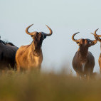White-bearded wildebeest in the Serengeti.