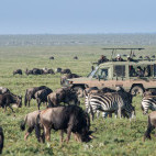 Wildebeest and zebra in Tanzania.