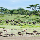 Wildebeest migration in the Serengeti.