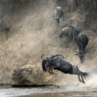 Wildebeest migration in Tanzania