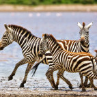Plains zebra running beside Lake Ndutu in Ngorongoro Conservation Area in Tanzania