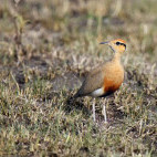 Temminck's courser