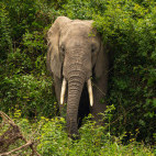 African elephant in Uganda.