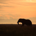 African elephant in Uganda.